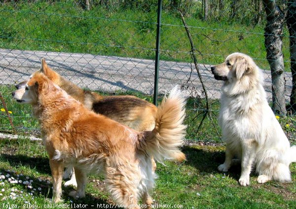 Photo de Races diffrentes