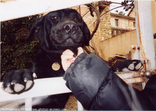 Photo de Labrador retriever