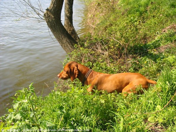 Photo de Braque hongrois  poil court