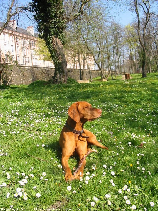 Photo de Braque hongrois  poil court