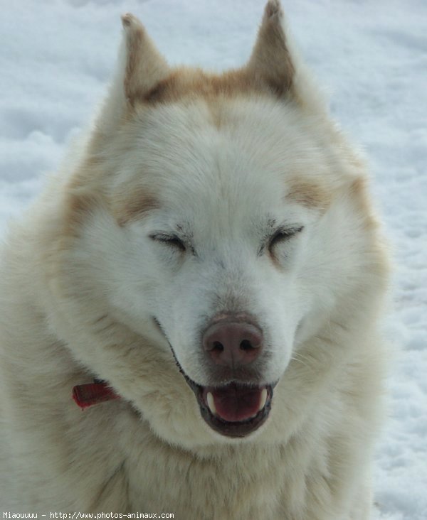 Photo de Husky siberien