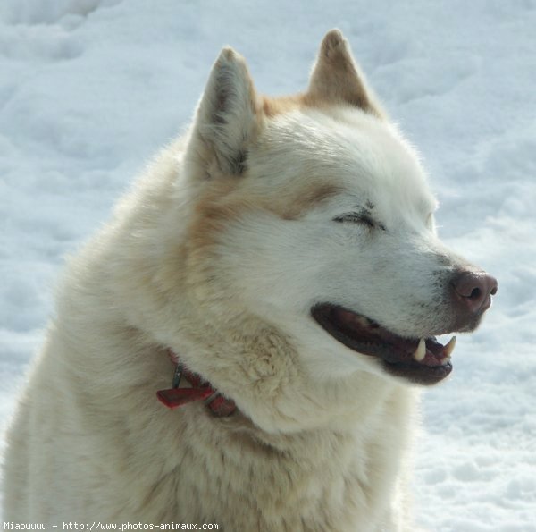 Photo de Husky siberien