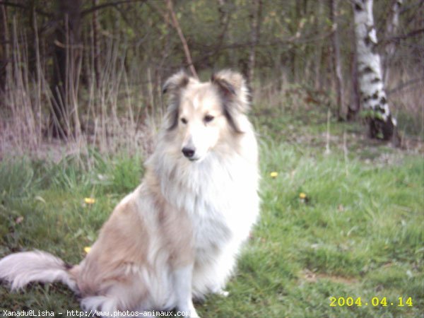 Photo de Chien de berger des shetland