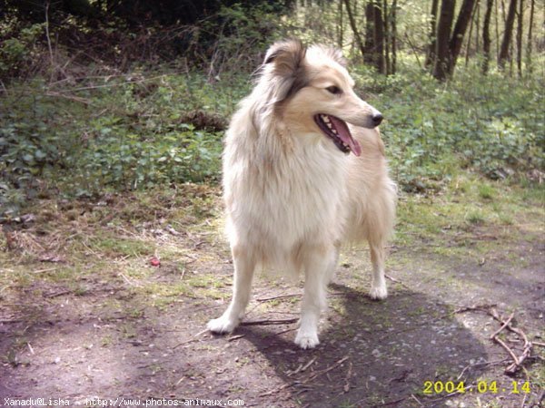 Photo de Chien de berger des shetland