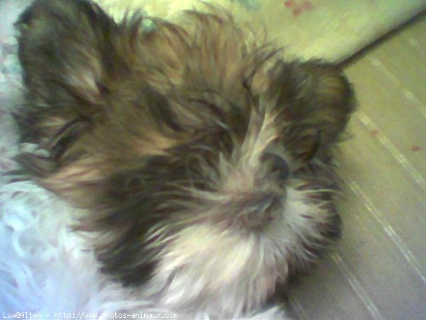 Photo de Shih tzu