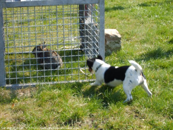 Photo de Jack russell terrier