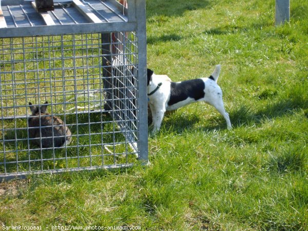 Photo de Jack russell terrier