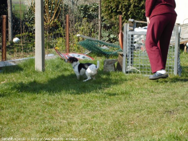 Photo de Jack russell terrier