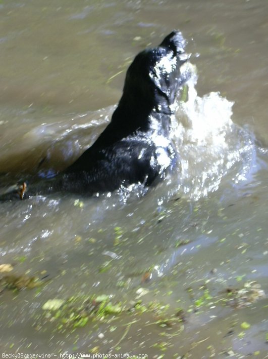 Photo de Labrador retriever