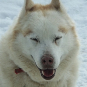 Photo de Husky siberien