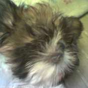 Photo de Shih tzu