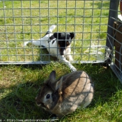 Photo de Jack russell terrier