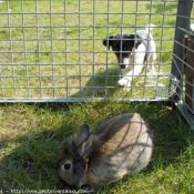 Photo de Jack russell terrier