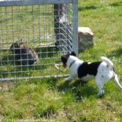 Photo de Jack russell terrier