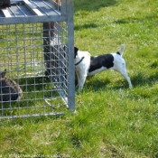 Photo de Jack russell terrier