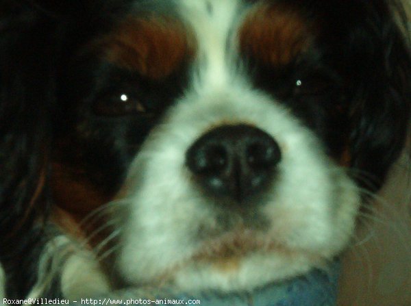 Photo de Cavalier king charles spaniel