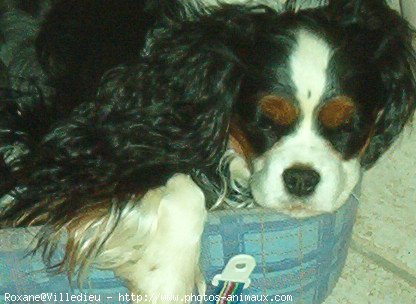 Photo de Cavalier king charles spaniel