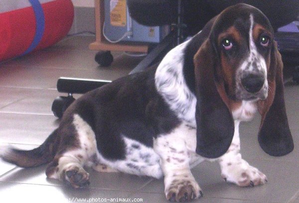 Photo de Basset hound