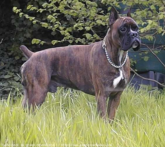 Photo de Boxer