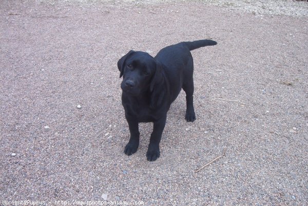 Photo de Labrador retriever