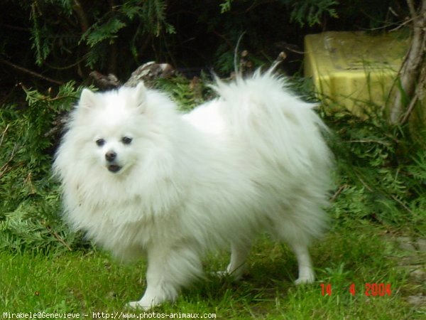 Photo de Spitz moyen