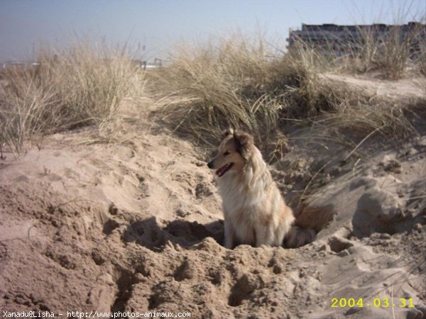 Photo de Chien de berger des shetland