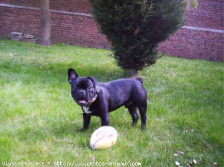 Photo de Bouledogue franais