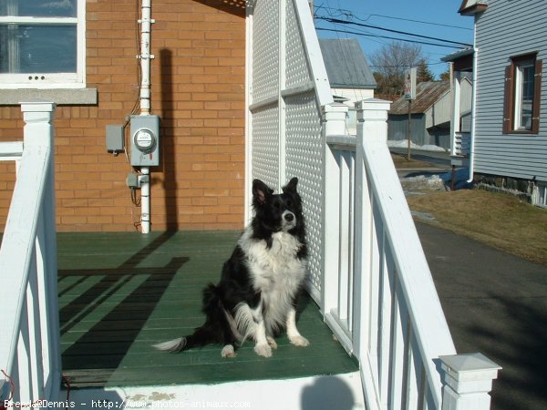 Photo de Border collie