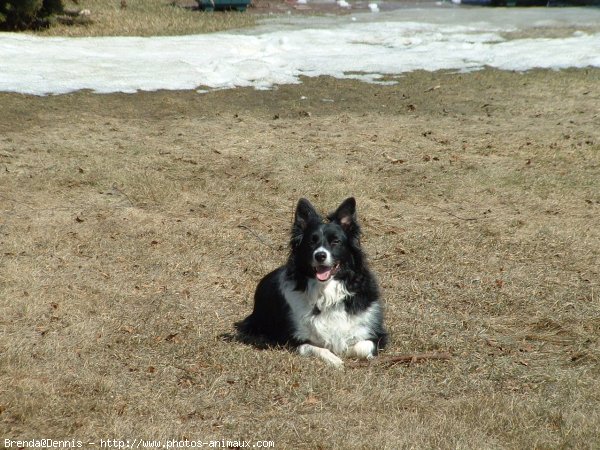 Photo de Border collie