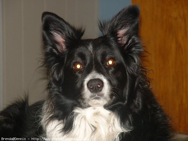 Photo de Border collie