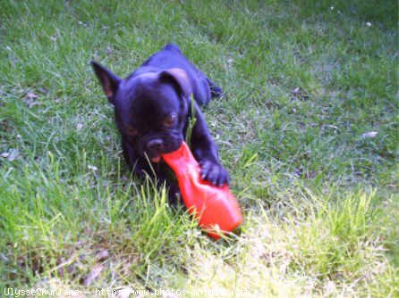 Photo de Bouledogue franais