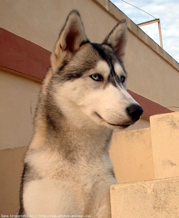 Photo de Husky siberien