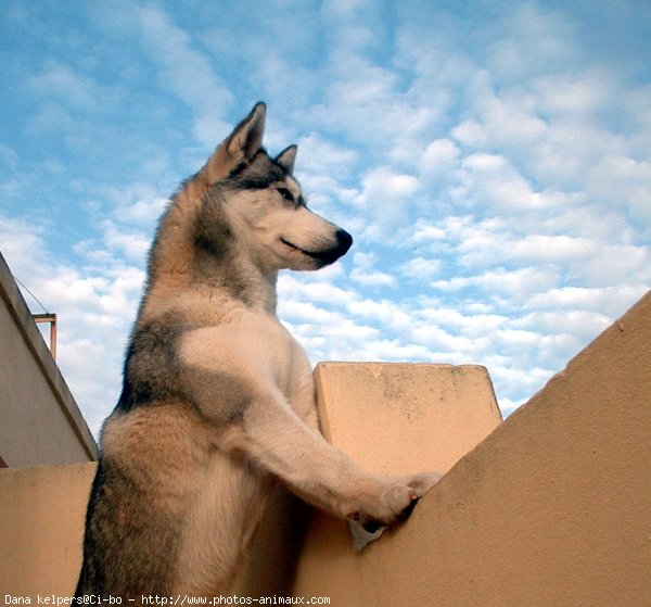 Photo de Husky siberien