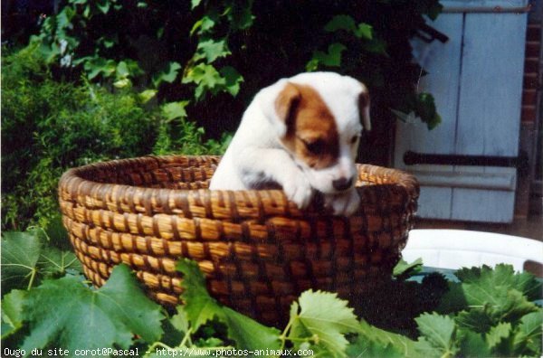 Photo de Parson russell terrier