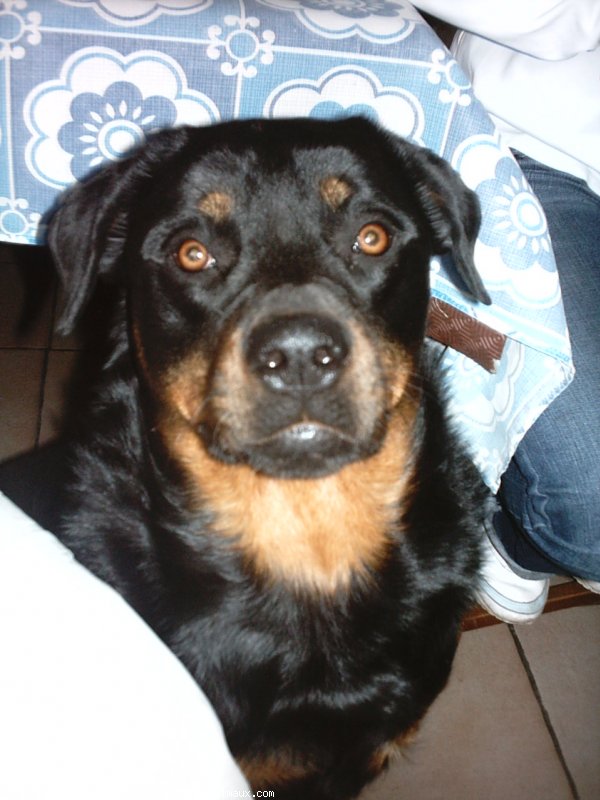 Photo de Rottweiler