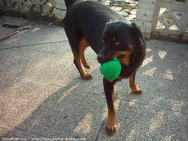 Photo de Rottweiler