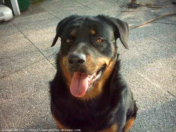 Photo de Rottweiler