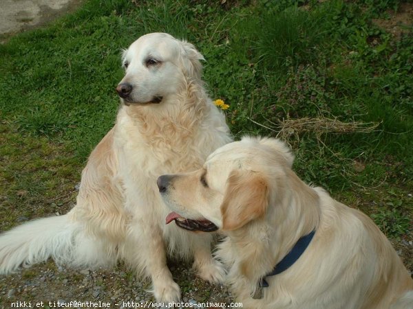 Photo de Golden retriever