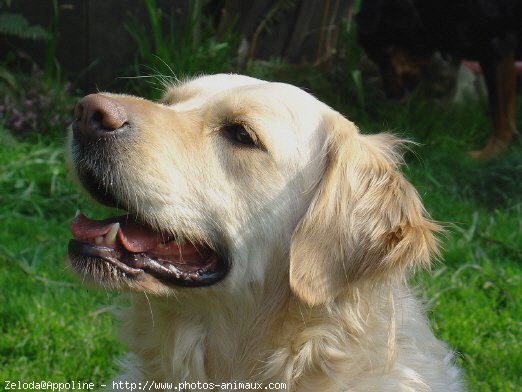 Photo de Golden retriever