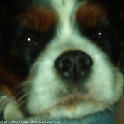 Photo de Cavalier king charles spaniel