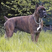 Photo de Boxer