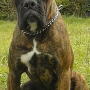 Photo de Boxer