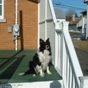 Photo de Border collie