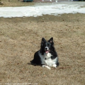 Photo de Border collie