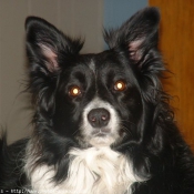 Photo de Border collie