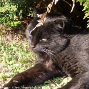 Photo de Chat domestique