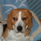 Photo de Beagle