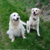 Photo de Golden retriever