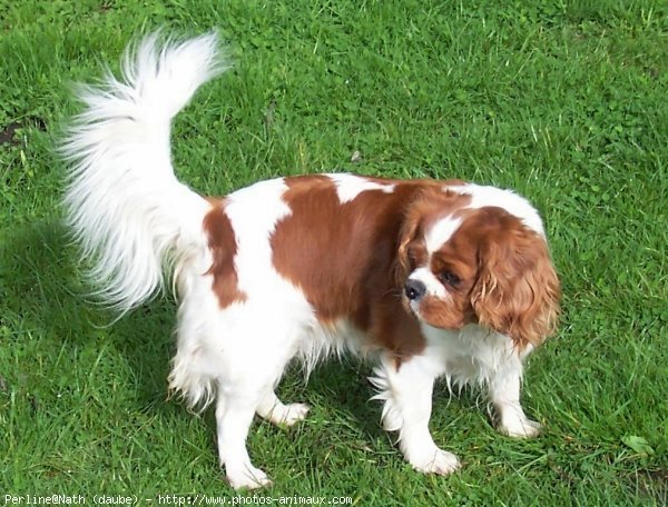 Photo de Cavalier king charles spaniel