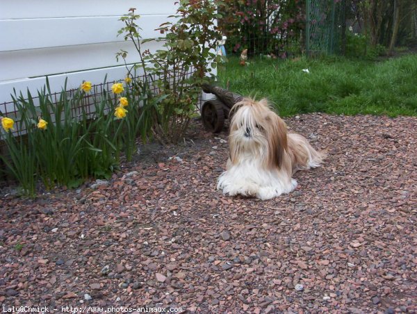 Photo de Shih tzu